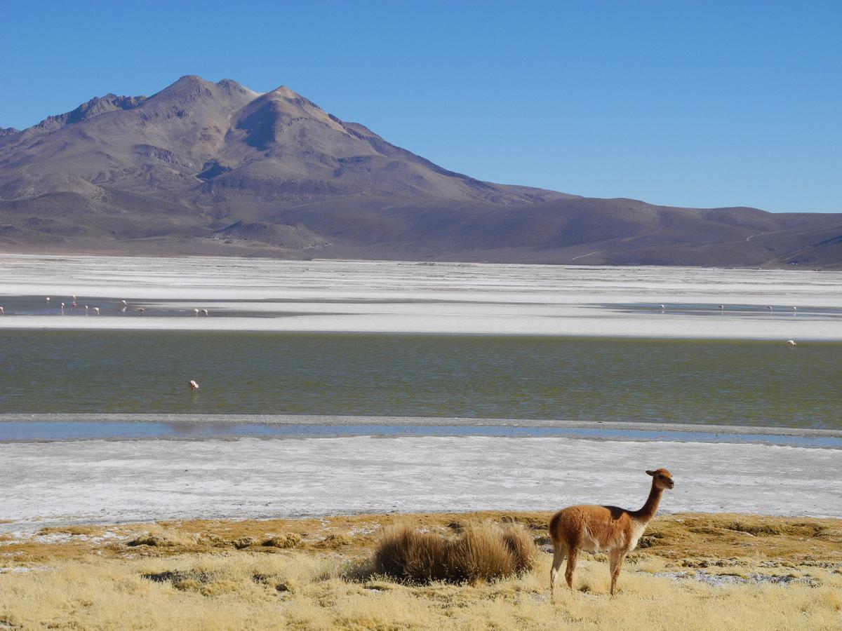 פוטרה Hostal Vientos Del Altiplano מראה חיצוני תמונה